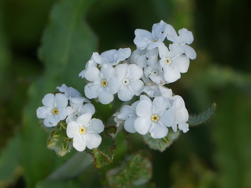 Rusty Popcornflower photo 4