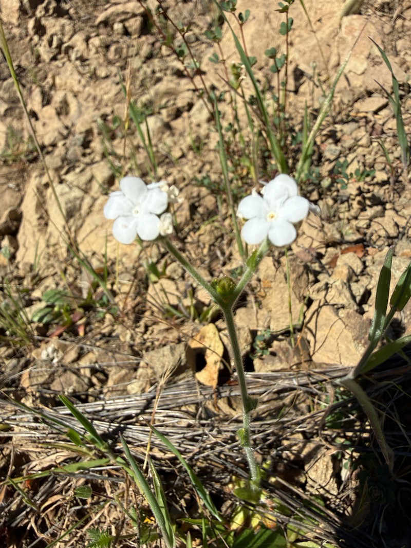 Rusty Popcornflower photo 6