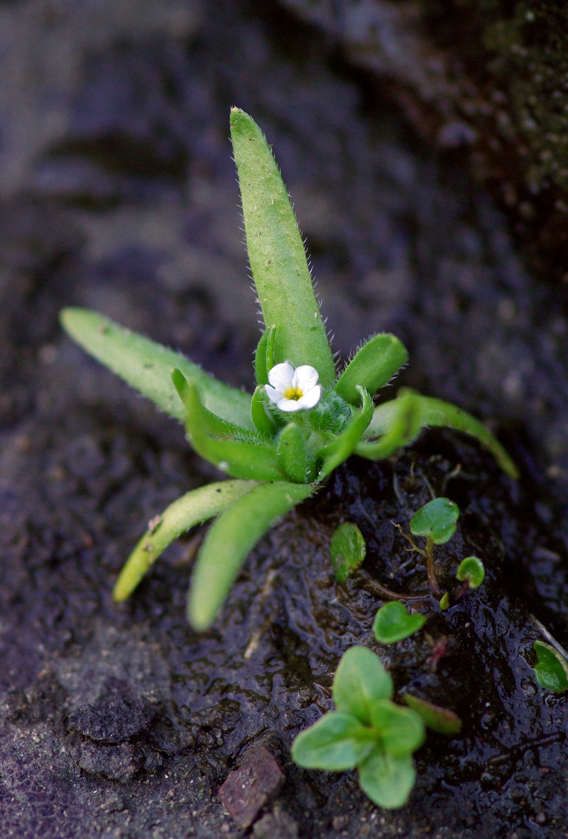 Oriental Popcornflower photo 8