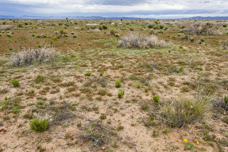 Parish's Popcornflower