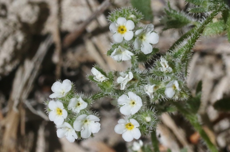 Parish's Popcornflower