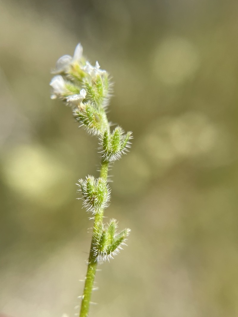 Parish's Popcornflower photo 2