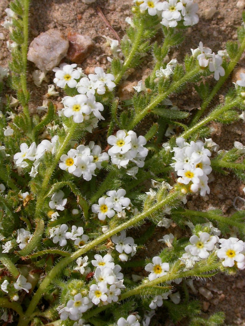 Parish's Popcornflower photo 3