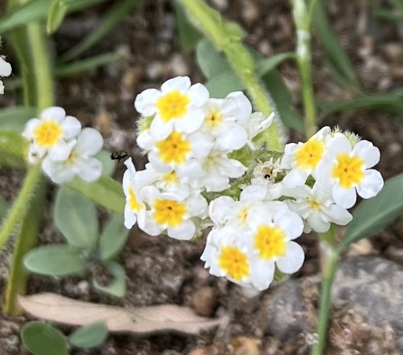 Parish's Popcornflower photo 4