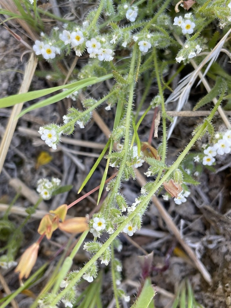 Parish's Popcornflower photo 5