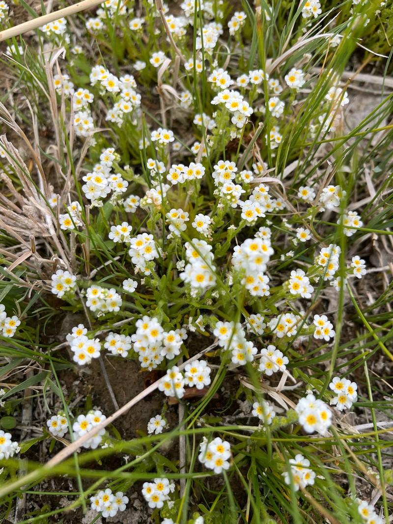 Parish's Popcornflower photo 6