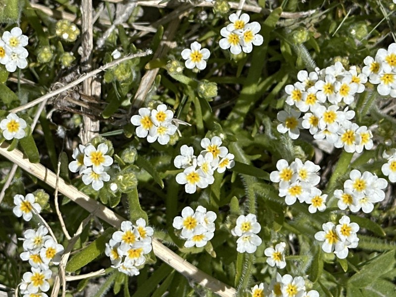 Parish's Popcornflower photo 8