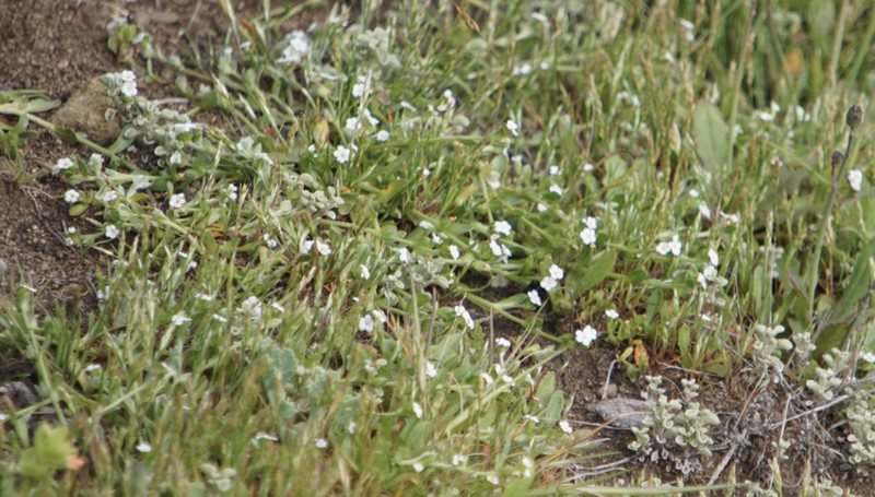 Netted Popcornflower photo 8