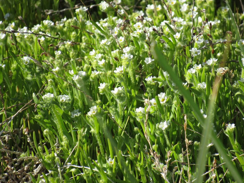 Salty Popcornflower photo 8