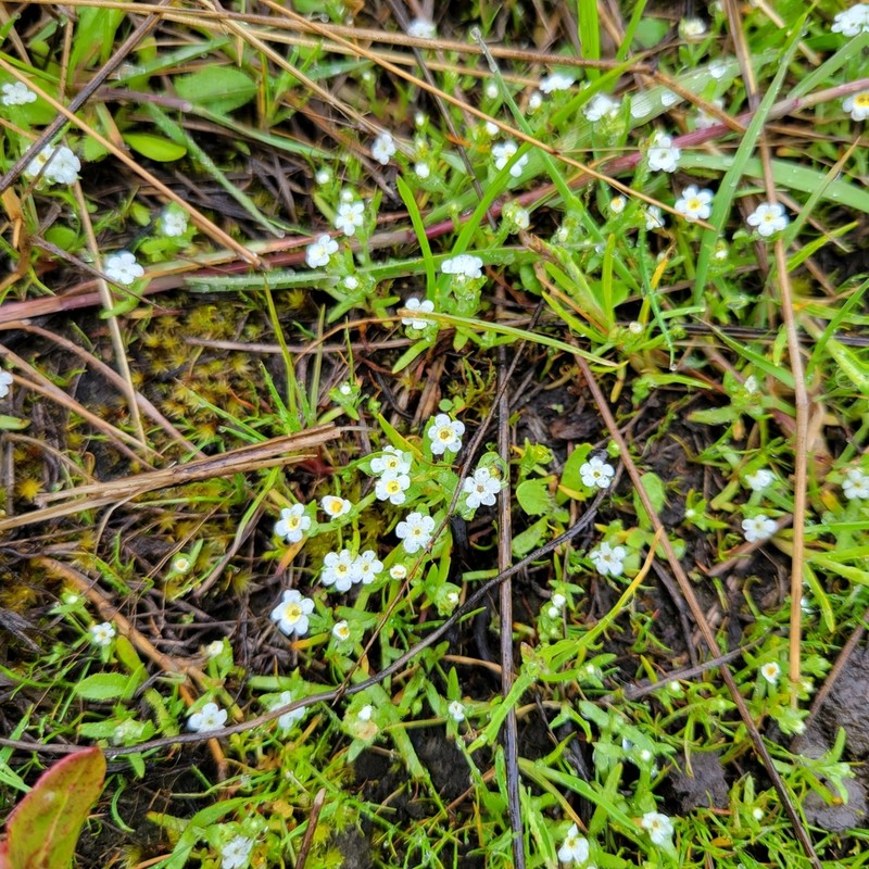 Scouler's popcornflower photo 6