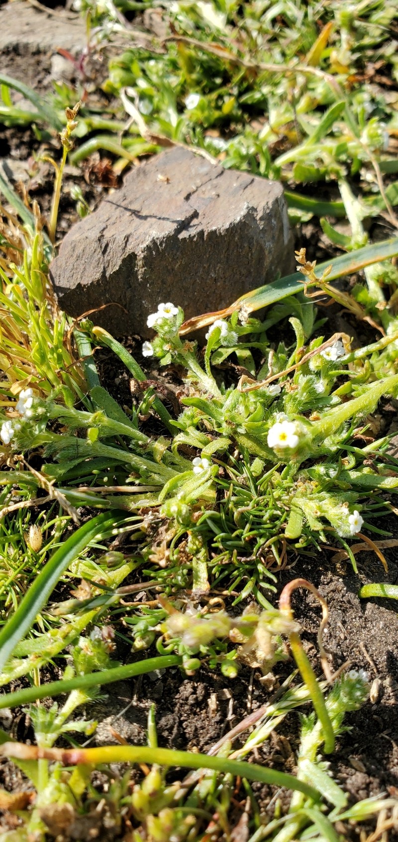Plagiobothrys scouleri var. cusickii