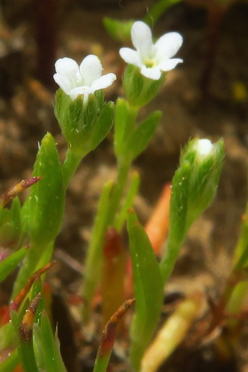 Plagiobothrys scouleri var. cusickii photo 3
