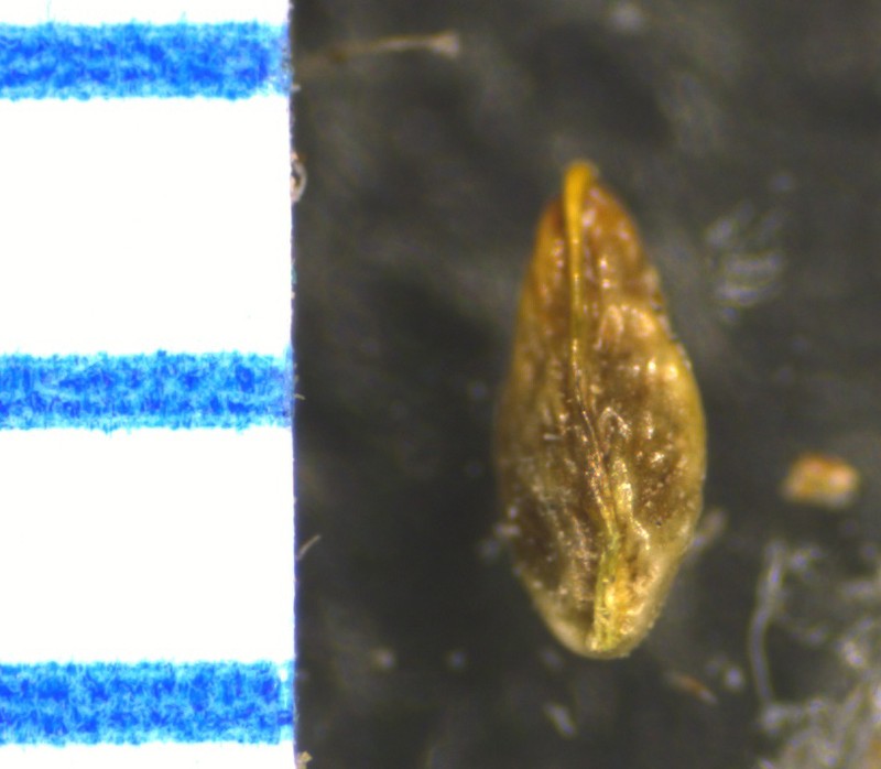 Plagiobothrys scouleri var. cusickii photo 4