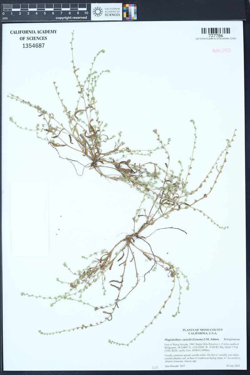 Plagiobothrys scouleri var. cusickii photo 5