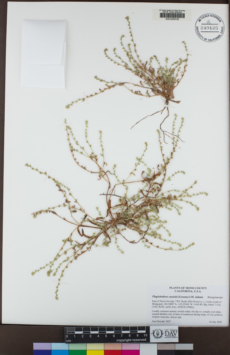 Plagiobothrys scouleri var. cusickii photo 6