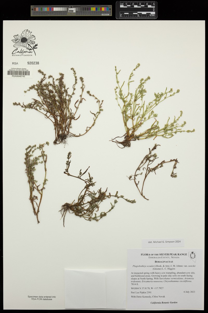 Plagiobothrys scouleri var. cusickii photo 7