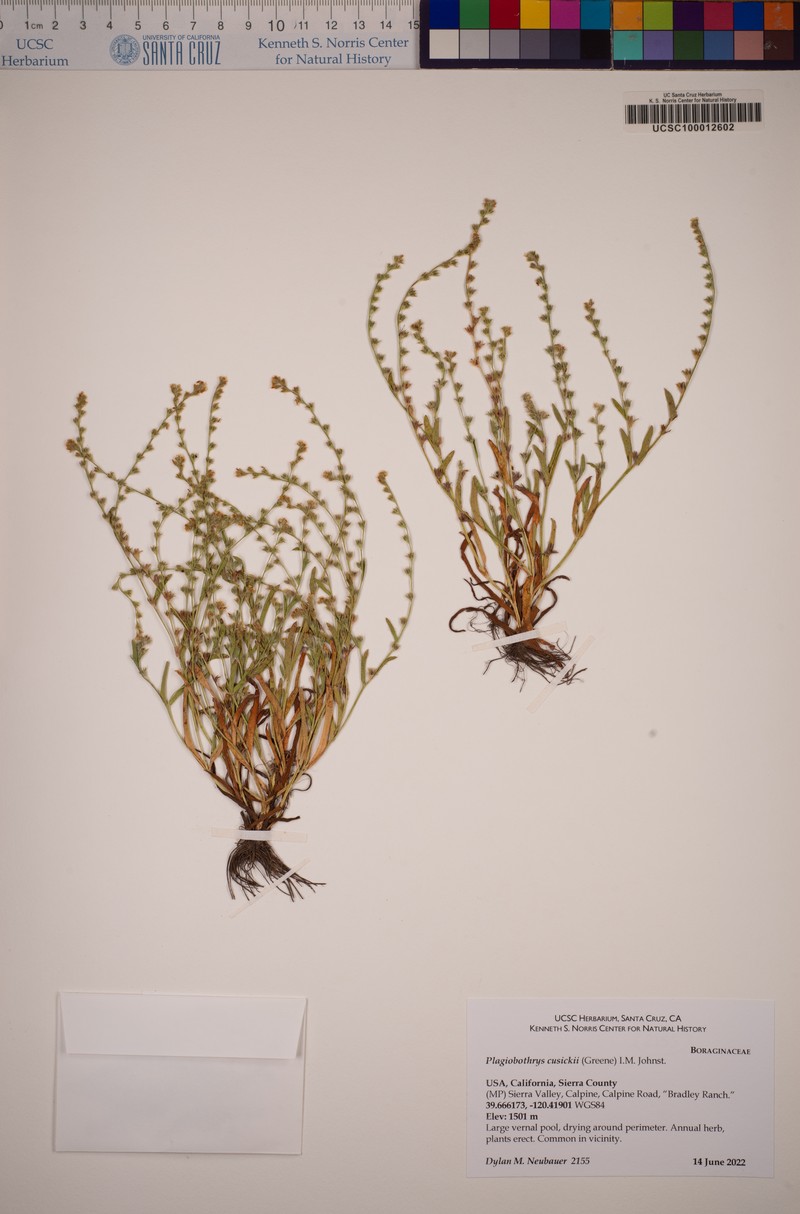 Plagiobothrys scouleri var. cusickii photo 8