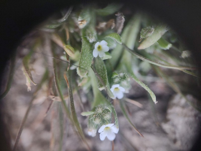 Plagiobothrys scouleri var. hispidulus photo 2