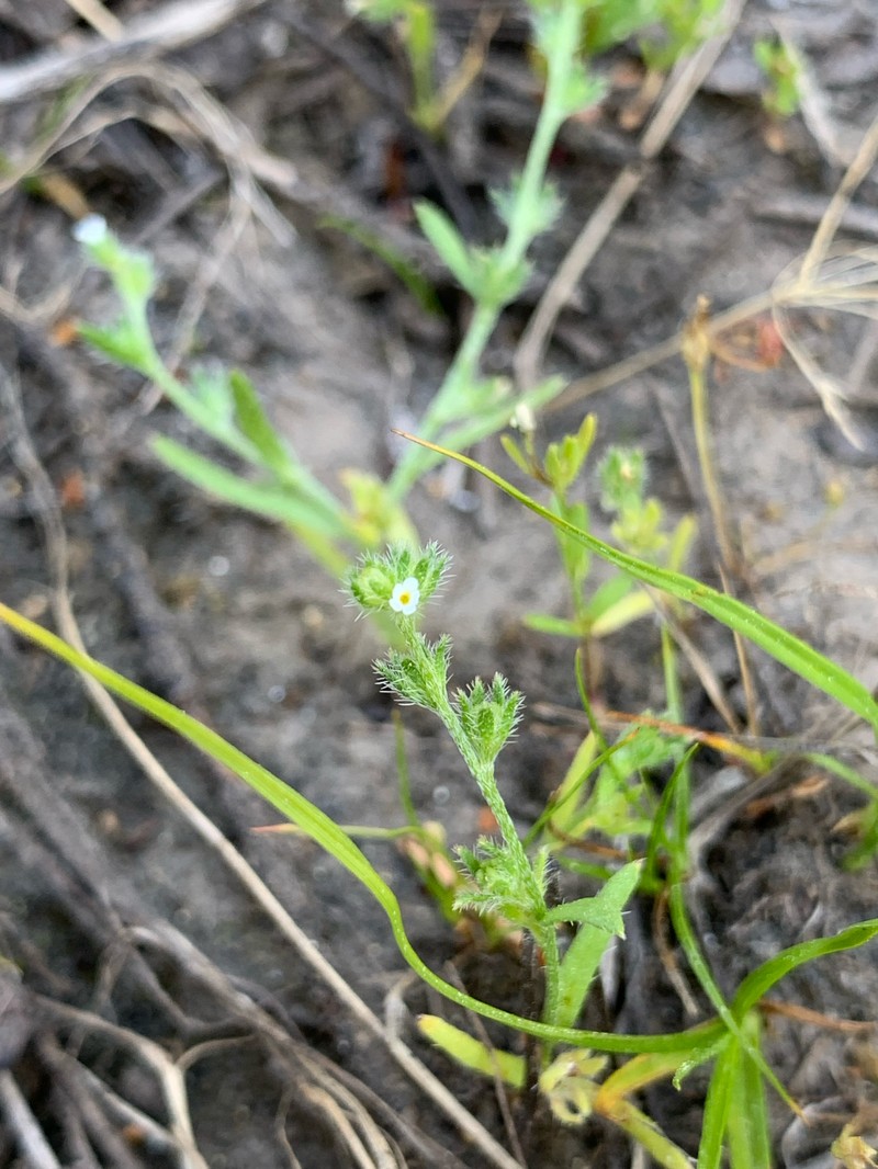 Plagiobothrys scouleri var. hispidulus photo 3