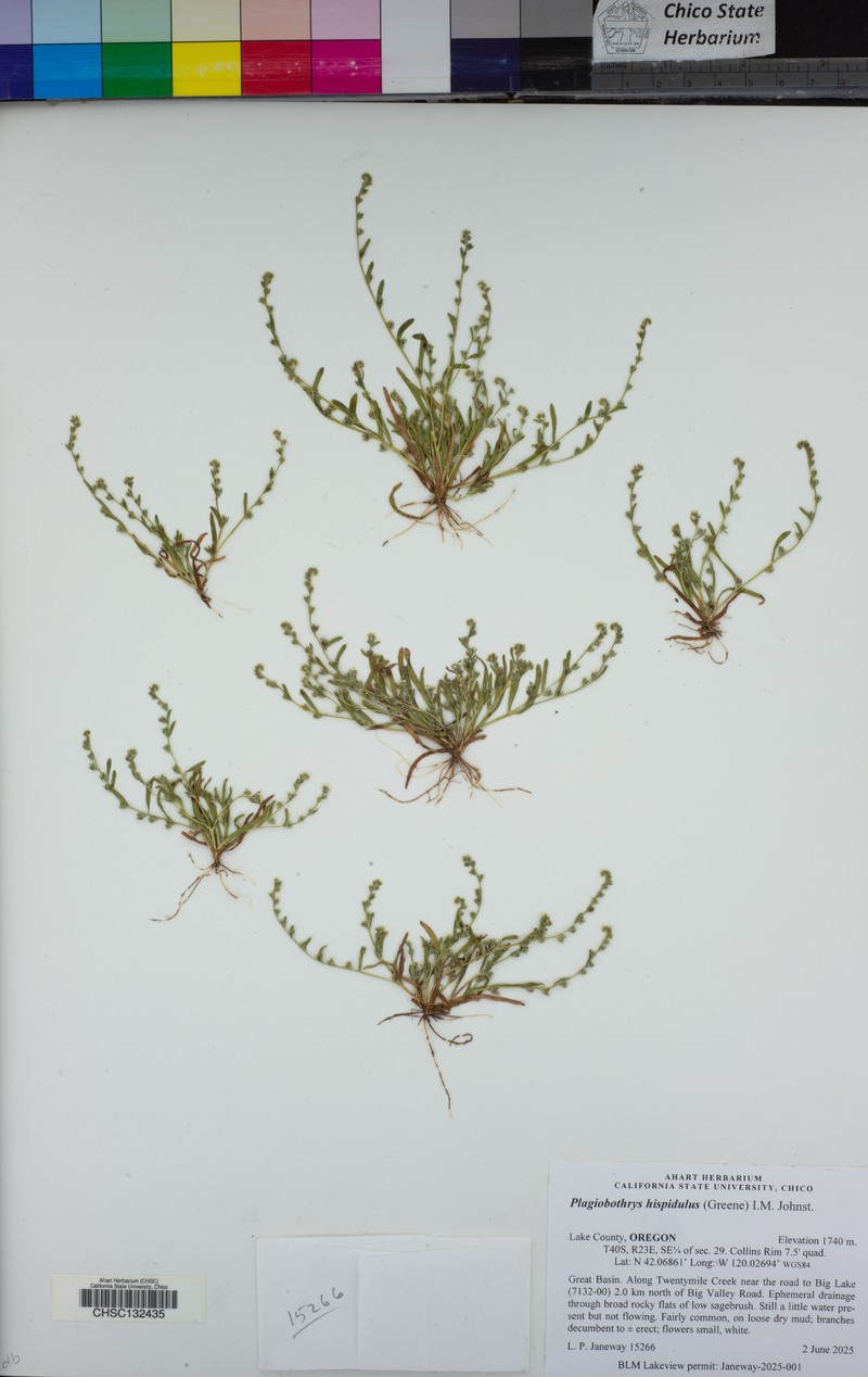 Plagiobothrys scouleri var. hispidulus photo 4