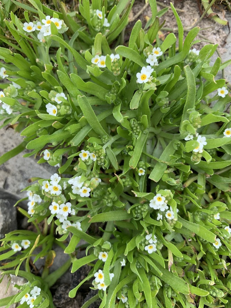 Shiny-Nutlet Popcornflower photo 2