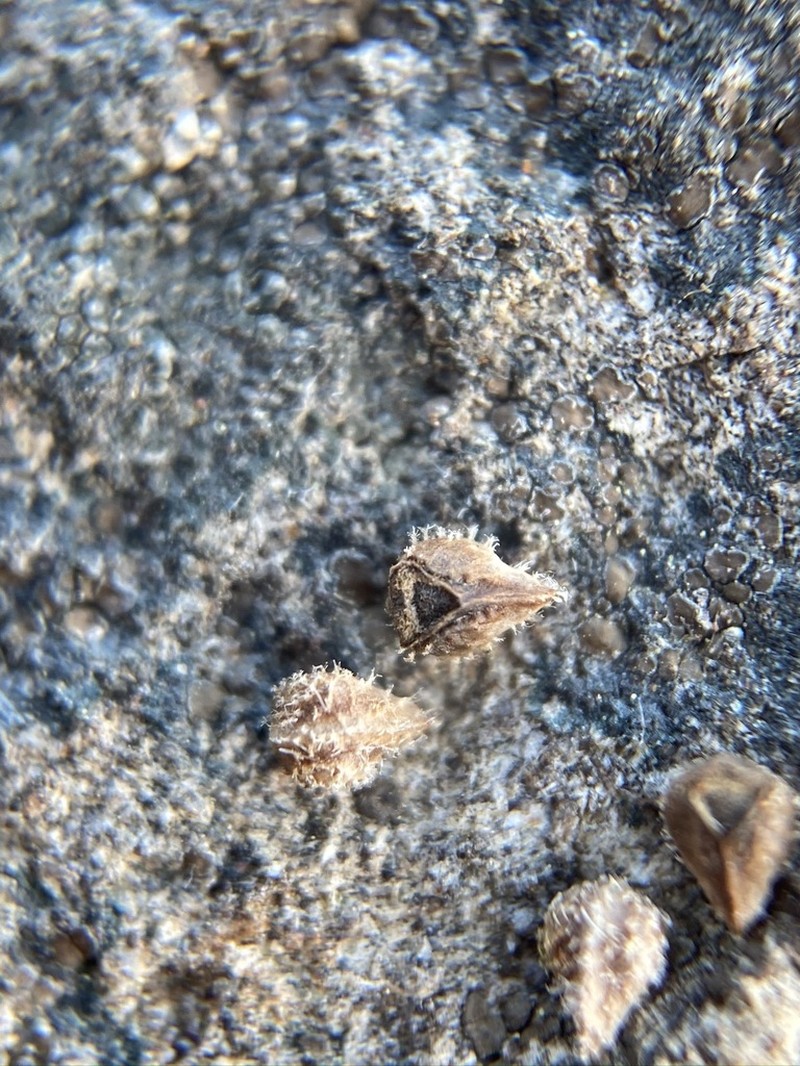 Scribe Popcornflower photo 4