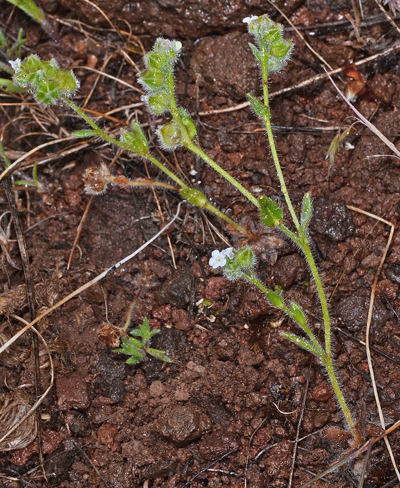 Shasta Popcornflower photo 2