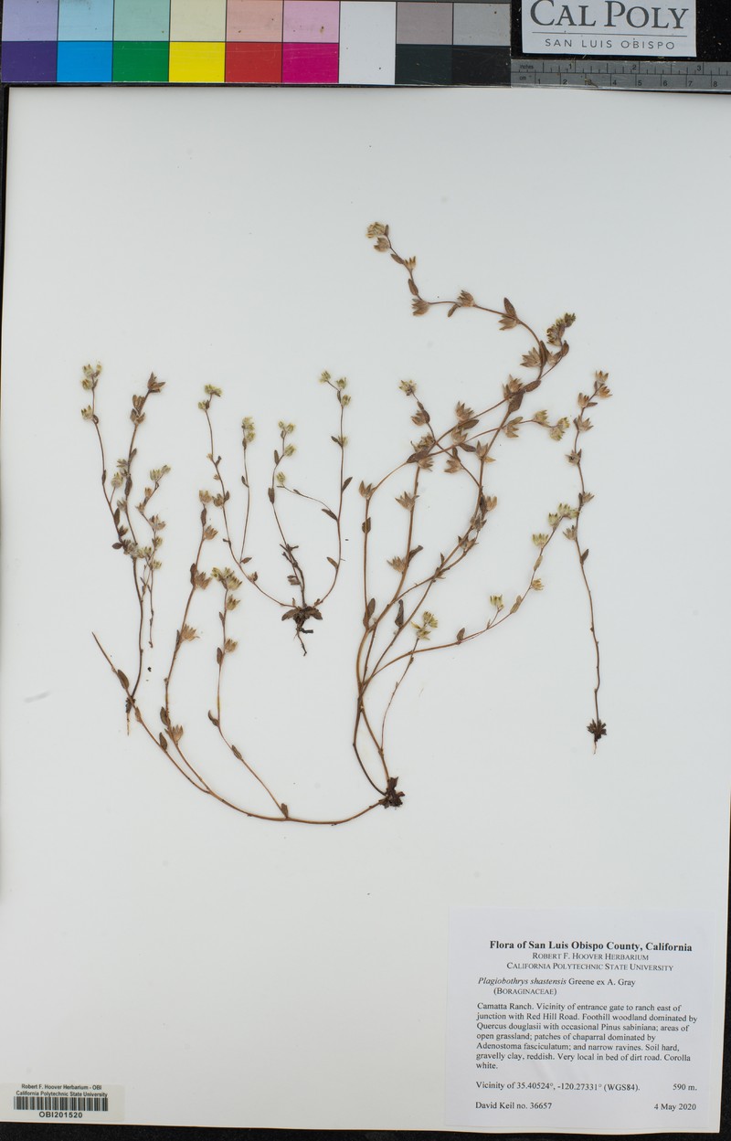 Shasta Popcornflower photo 4