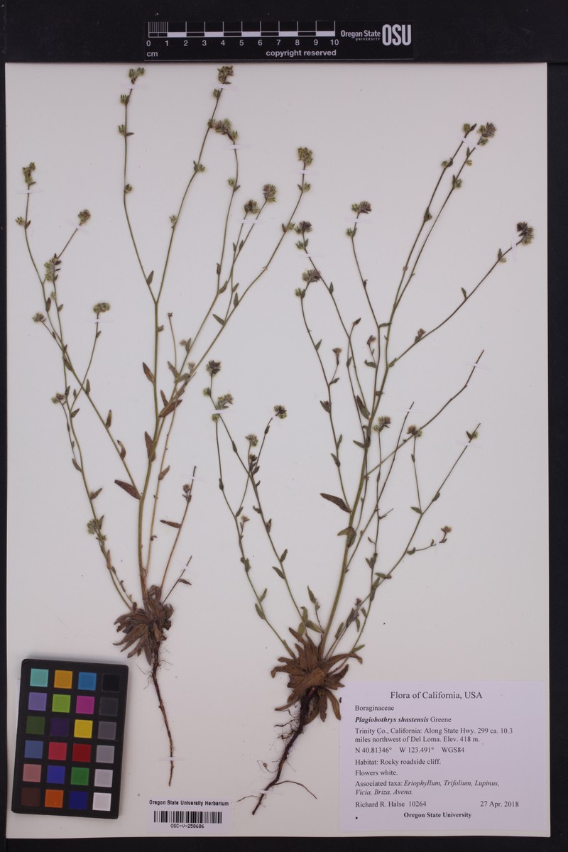 Shasta Popcornflower photo 7
