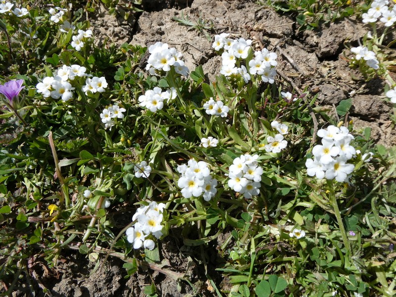 Stalked Popcornflower photo 2