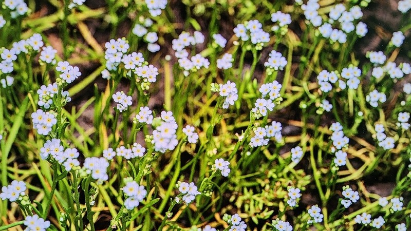 Stalked Popcornflower photo 6