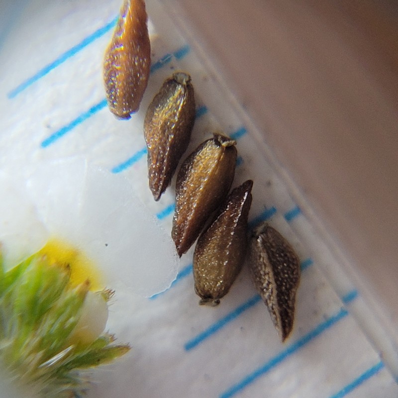Plagiobothrys stipitatus var. micranthus photo 2