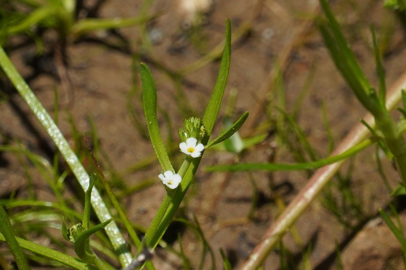 Plagiobothrys stipitatus var. micranthus photo 3