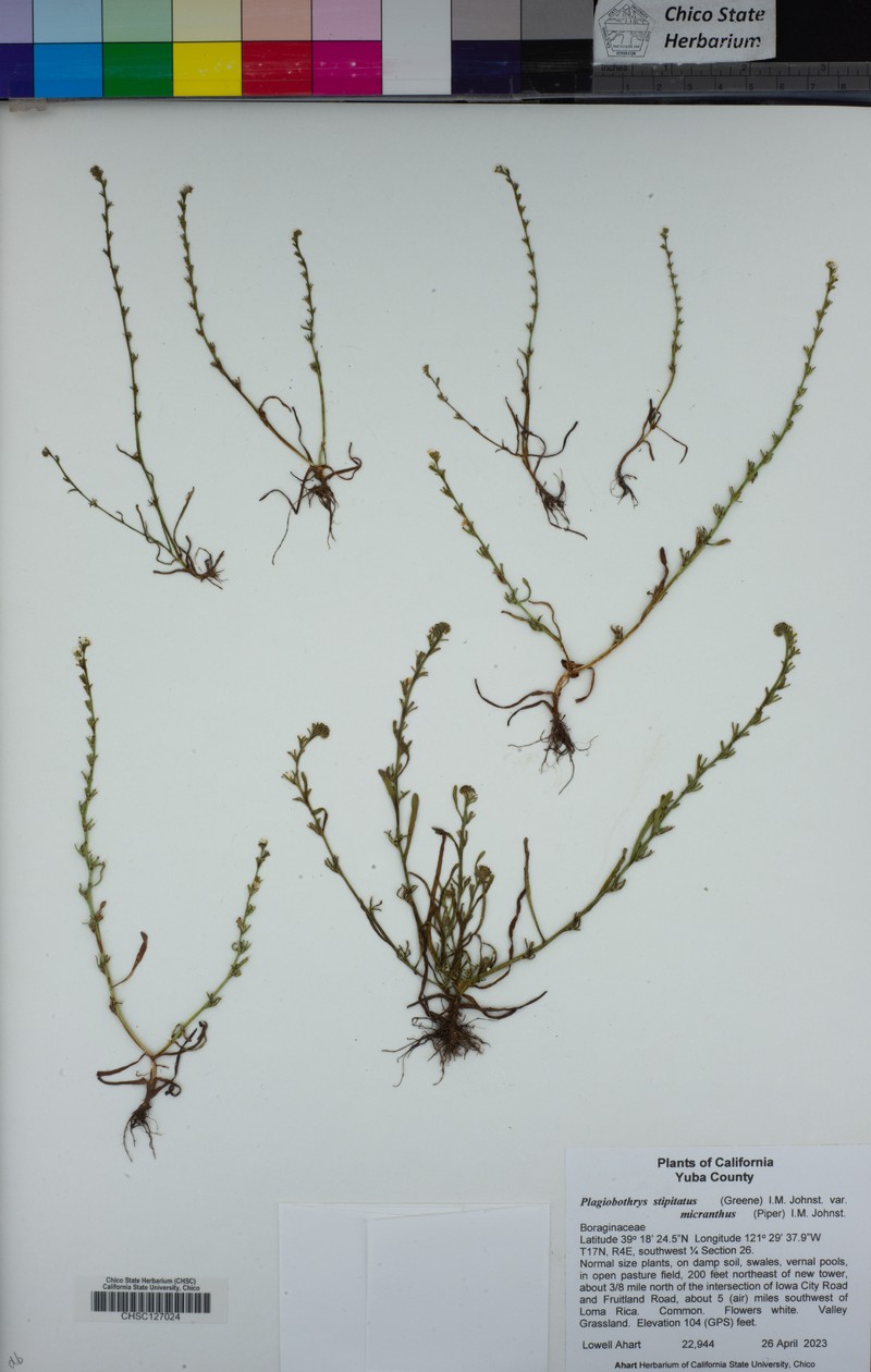 Plagiobothrys stipitatus var. micranthus photo 6