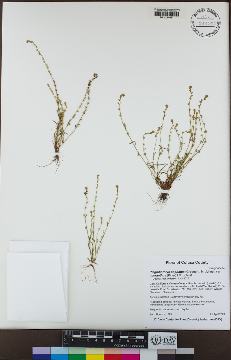 Plagiobothrys stipitatus var. micranthus photo 7