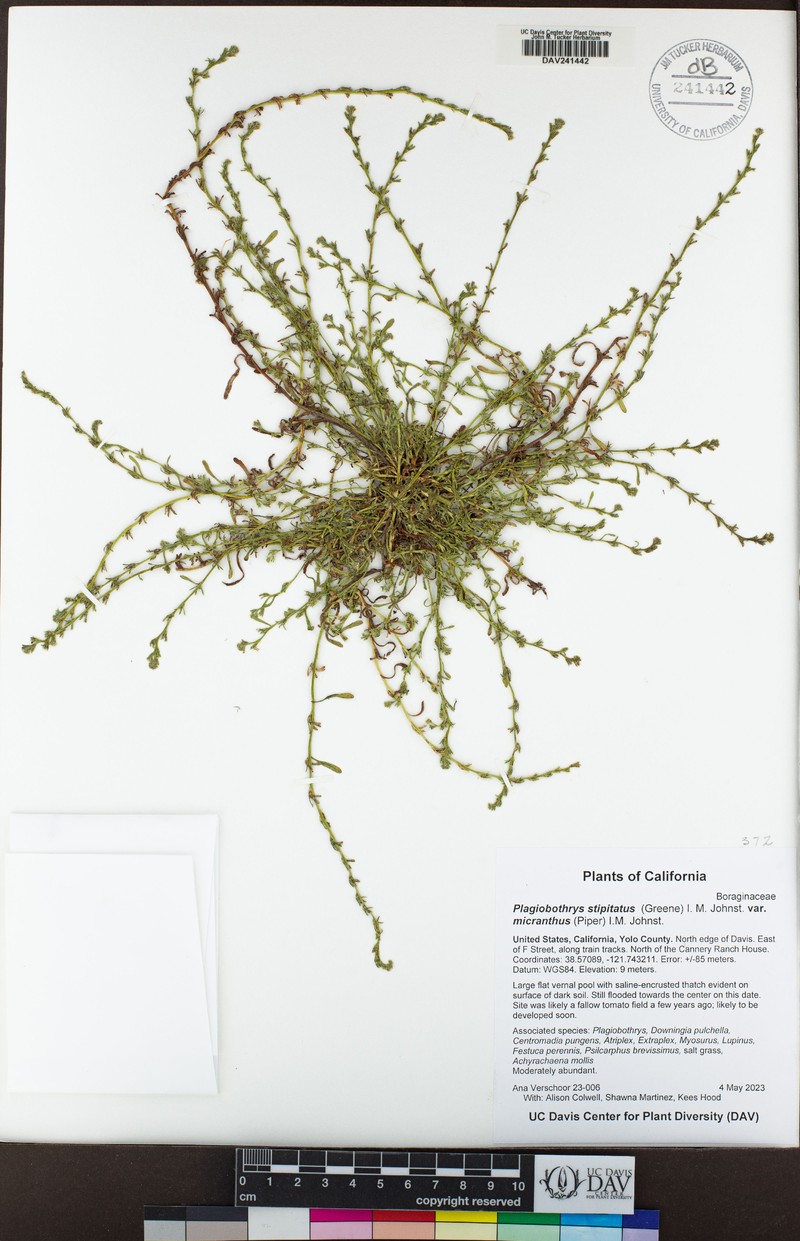 Plagiobothrys stipitatus var. micranthus photo 8