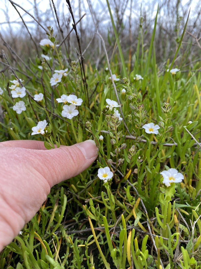 Plagiobothrys stipitatus var. stipitatus