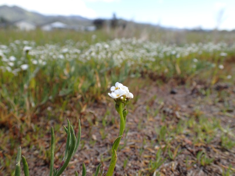 Calistoga Popcornflower photo 2