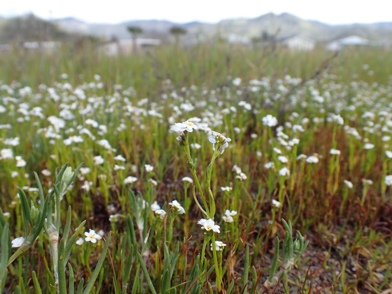 Calistoga Popcornflower photo 3