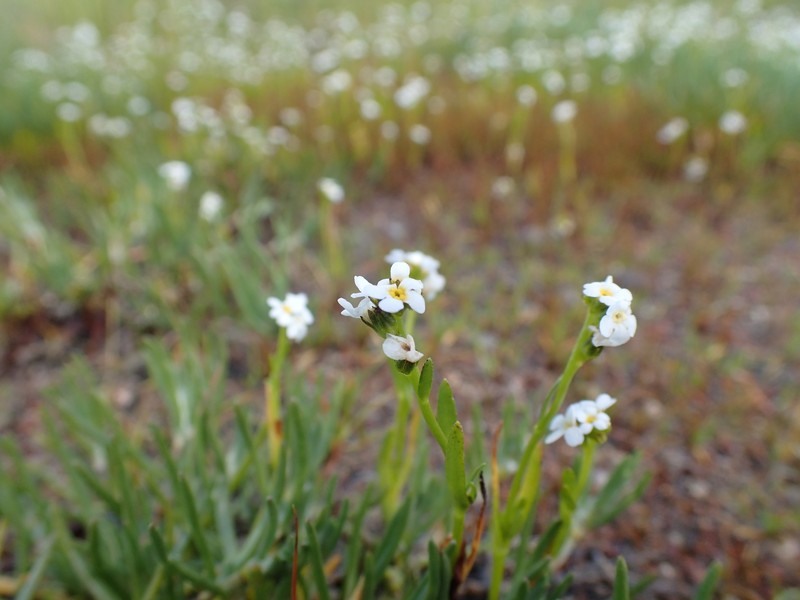 Calistoga Popcornflower photo 4