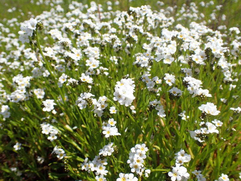 Calistoga Popcornflower