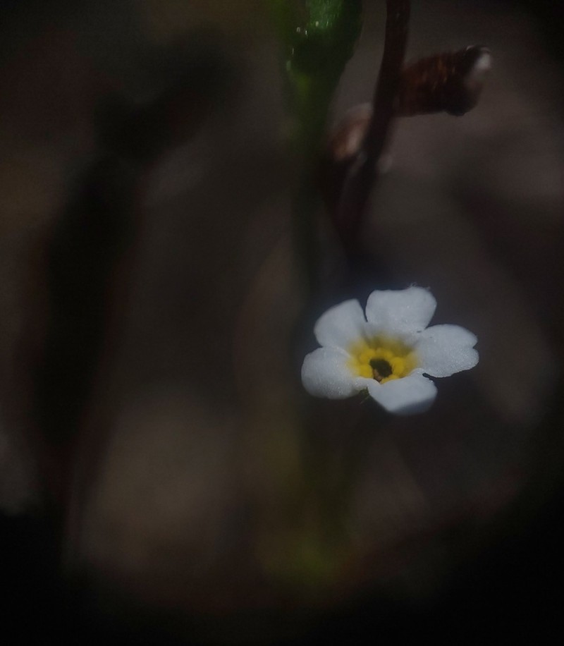Calistoga Popcornflower photo 3