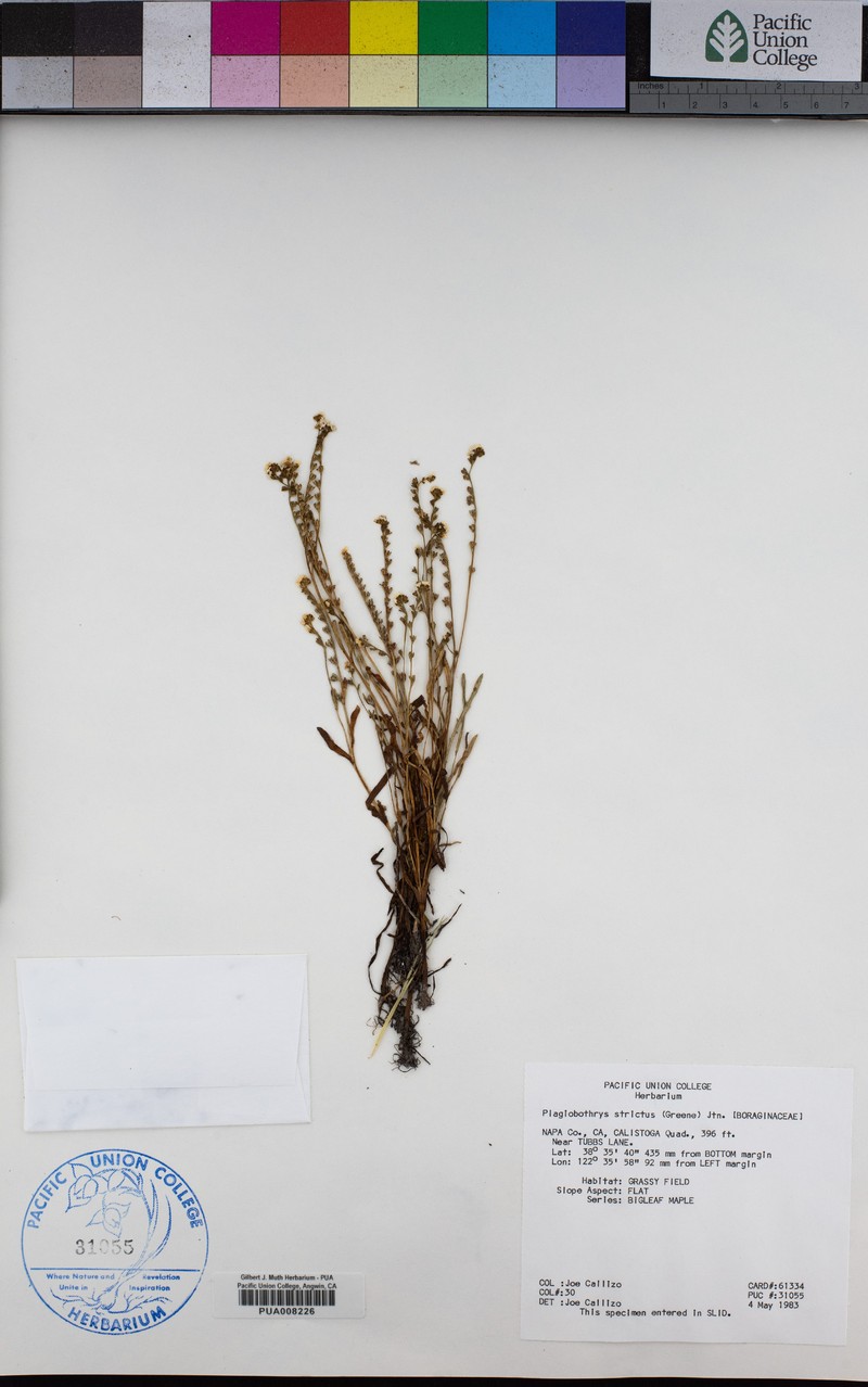 Calistoga Popcornflower photo 7