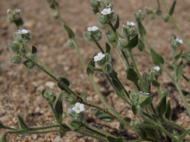 Pacific Popcornflower photo 4