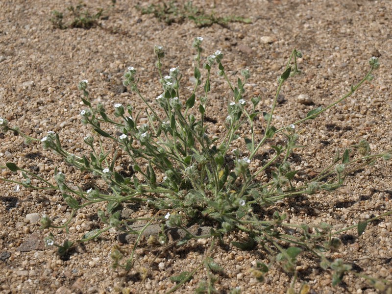 Pacific Popcornflower photo 5