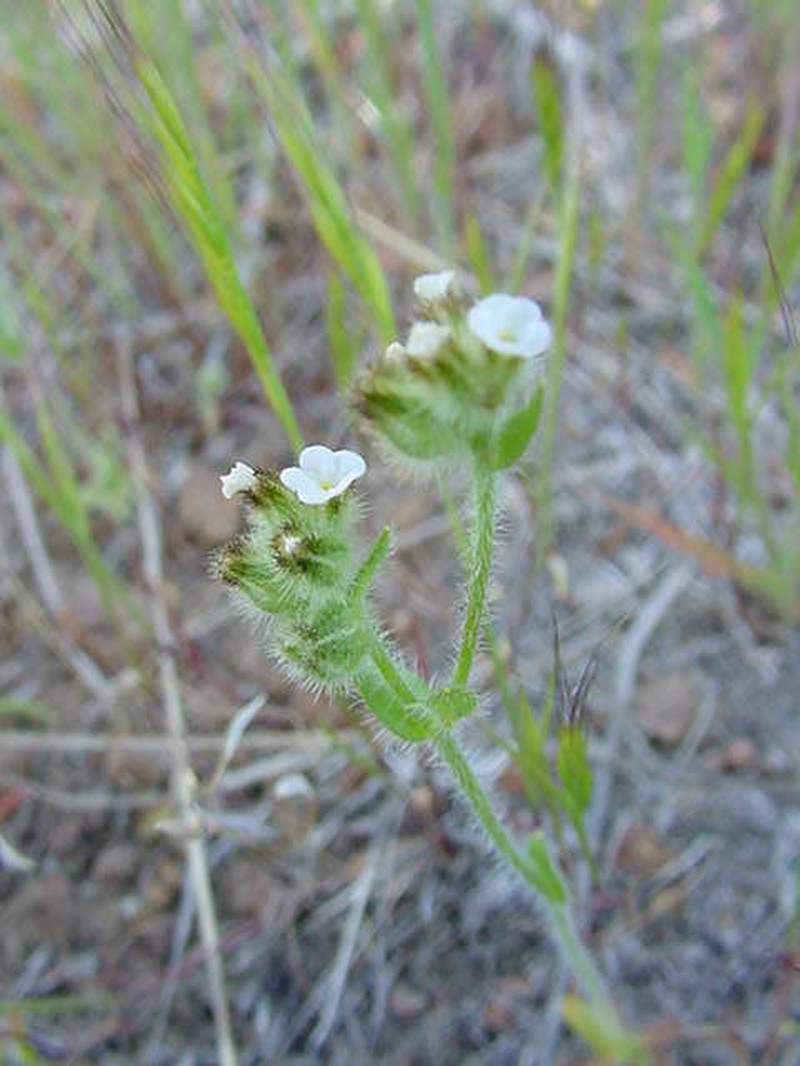 Pacific Popcornflower photo 2