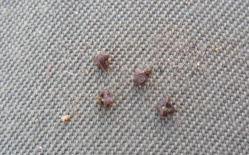Pacific Popcornflower photo 3