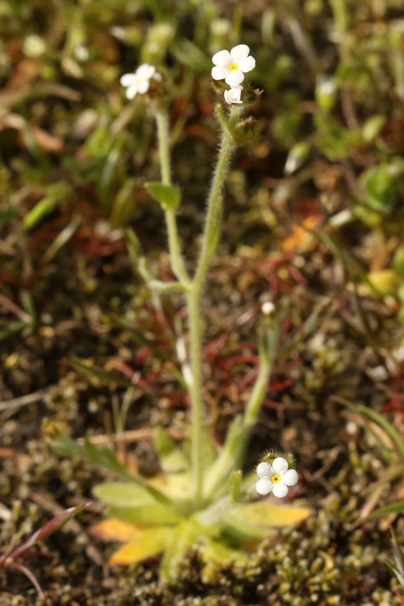 Pacific Popcornflower