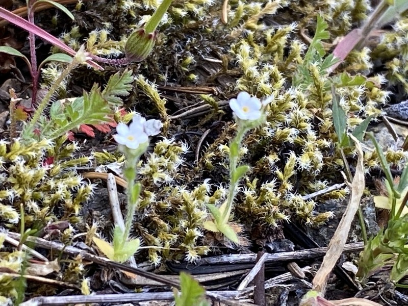 Pacific Popcornflower photo 2