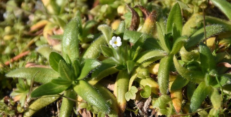 Pacific Popcornflower photo 3